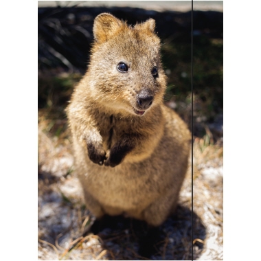 RNK Zeichenmappe Quokka 45333 DIN A3 310x440mm Gummizug