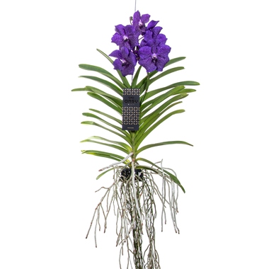 Vanda Orchidee L blau