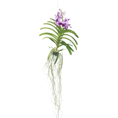 Vanda Orchidee L lila