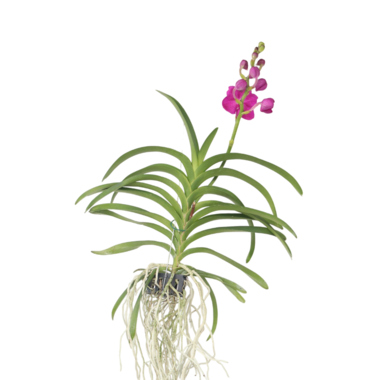 Vanda Orchidee L rosa