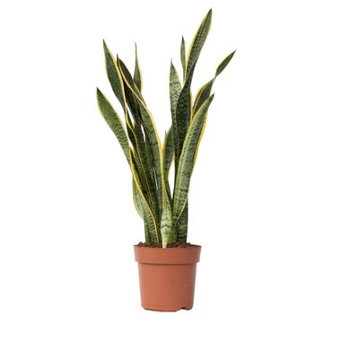 Schlangenpflanze Sansevieria Laurentii 21cm