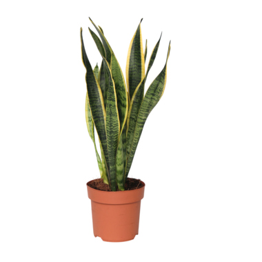 Schlangenpflanze Sansevieria Laurentii 14cm