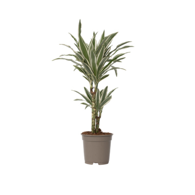 Drachenbaum Dracaena Deremensis White Stripe 17cm