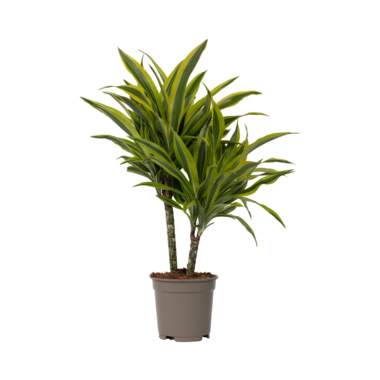 Drachenbaum Dracaena Deremensis Lemon Lime 17cm