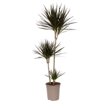 Drachenbaum XL Dracaena Marginata 24cm