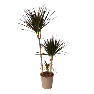 Drachenbaum XL Dracaena Magenta 24cm