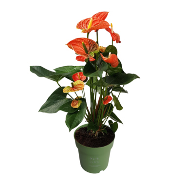 Flamingoblume Anthurium Madural Orange 17cm