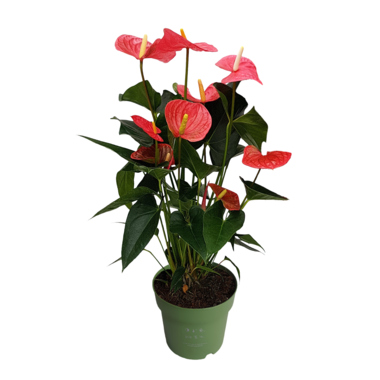 Flamingoblume Anthurium Maine Pink 17cm