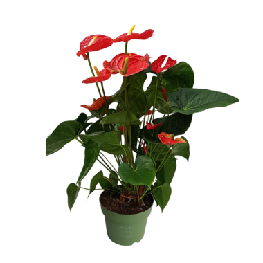 Flamingoblume Anthurium Madural Red 17cm