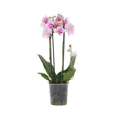Schmetterlingsorchidee Multi Phalaenopsis rosa 12cm