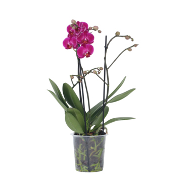Schmetterlingsorchidee Multi Phalaenopsis lila 12cm