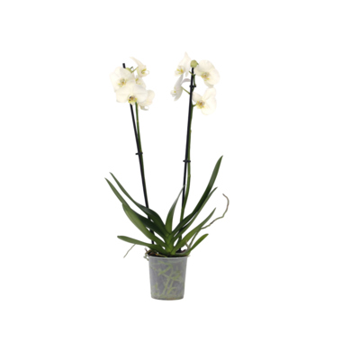 Schmetterlingsorchidee Phalaenopsis weiß 12cm