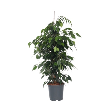 Geigenpflanze Ficus Benjamina Danielle XL 21cm