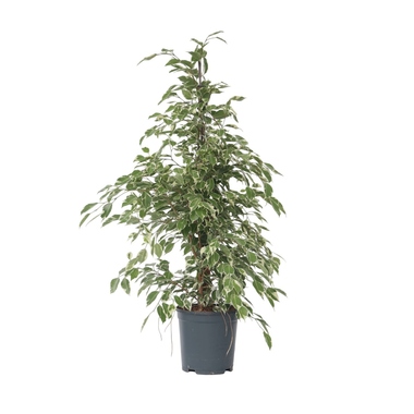 Geigenpflanze Ficus Benjamina Twilight XL 21cm