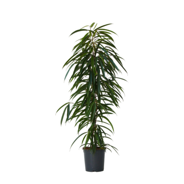 Geigenpflanze Ficus Binnendiijkii Alii XL 21cm