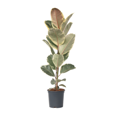 Gummibaum Ficus Elastica Tineke 24cm