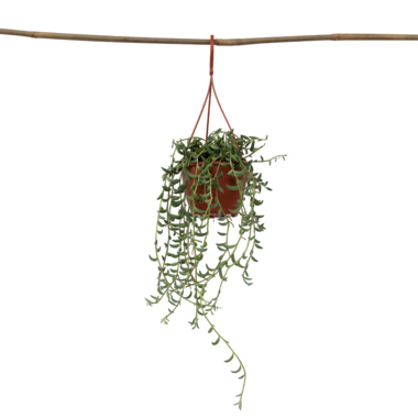 Bananenschnur Senecio 12cm