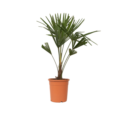Chinesische Hanfpalme XL Trachycarpus Fortunei 21cm