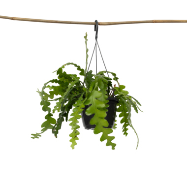 Sägeblattkaktus Epiphyllum Anguliger 15cm