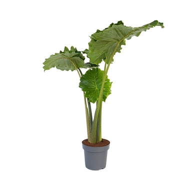 Alocasia Portodora XXL 32cm