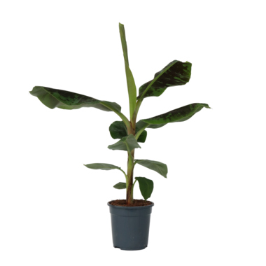 Bananenpflanze XL Musa Cavendish 21cm