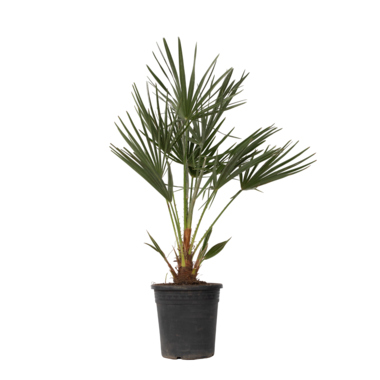 Europäische Zwergpalme XL Chamaerops Humilis 21cm