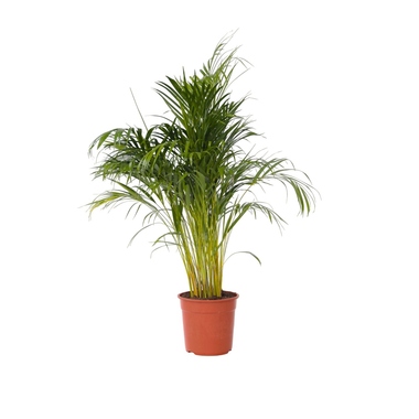 Goldfruchtpalme XXL Areca-Goldpalme 27cm