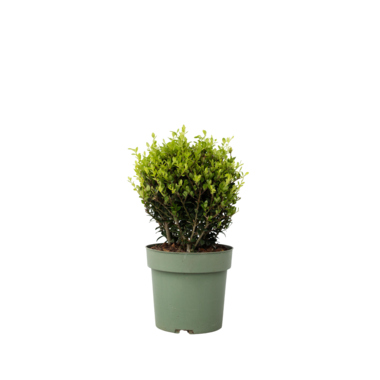 Japanische Stechpalme Ilex Crenata Kugel 17cm