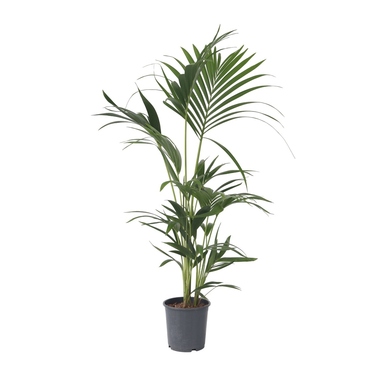 Kentia Palme 18cm