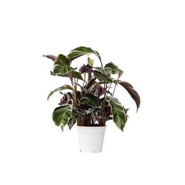 Korbmarante Calathea Fusion Weiß 14cm