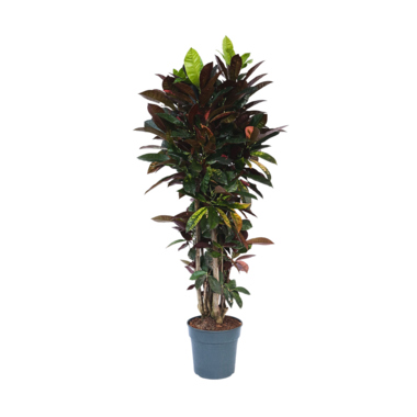 Codiaeum Iceton XXL 31cm