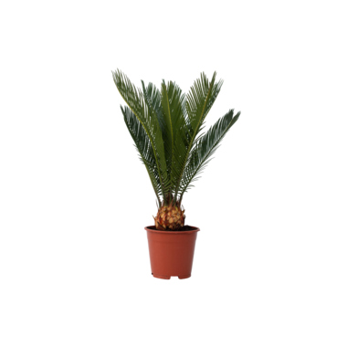 Sagopalmfarn Cycas Revoluta 15cm
