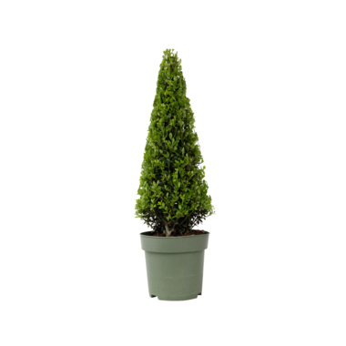 Japanische Stechpalme Ilex Crenata Pyramide 21cm