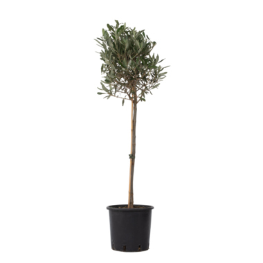 Olivenbaum XL Olea Europaea auf Stiel 21cm