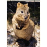 RNK Zeichenmappe Quokka 45333 DIN A3 310x440mm Gummizug