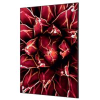 Showdown Wanddekoration Set A1 Kaktus rt