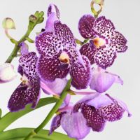 Vanda Orchidee L lila