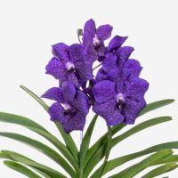 Vanda Orchidee L blau