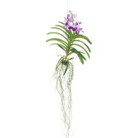 Vanda Orchidee L lila