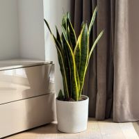 Schlangenpflanze Sansevieria Laurentii 21cm