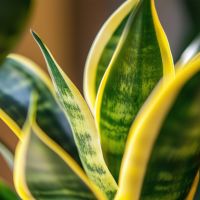 Schlangenpflanze Sansevieria Laurentii 21cm