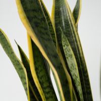 Schlangenpflanze Sansevieria Laurentii 21cm