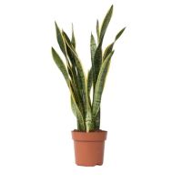 Schlangenpflanze Sansevieria Laurentii 21cm
