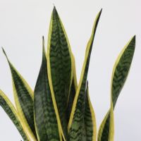 Schlangenpflanze Sansevieria Laurentii 17cm