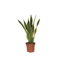 Schlangenpflanze Sansevieria Laurentii 17cm
