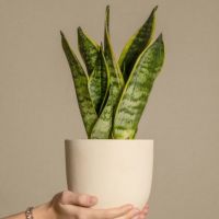 Schlangenpflanze Sansevieria Laurentii 14cm