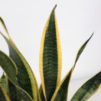 Schlangenpflanze Sansevieria Laurentii 14cm