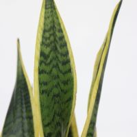 Schlangenpflanze Sansevieria Laurentii 14cm