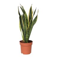 Schlangenpflanze Sansevieria Laurentii 14cm
