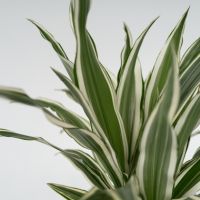 Drachenbaum Dracaena Deremensis White Stripe 17cm